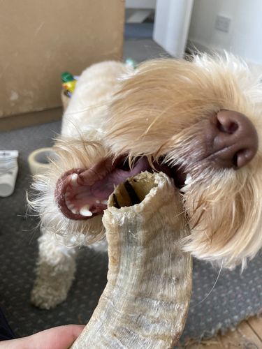 Customer photo review of Anco Lamb Horn