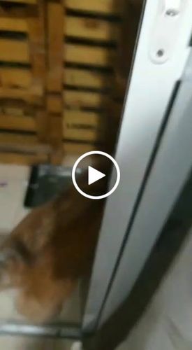 Customer video review of Weasy Cão