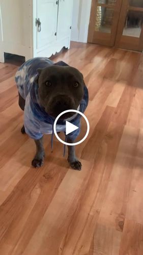 Customer video review of Vintage Navy Sky Dye Dog Hoodie