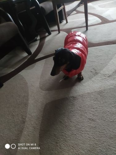 Customer photo review of Autumn Winter Clothes For Dogs Thicken Warm Puppy Pet Cat Coats Waterproof Dog Jacket Chihuahua Pug French Bulldog Vest Clothing