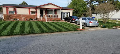 Customer photo review of GCI Turf Type Tall fescue Grass Seed