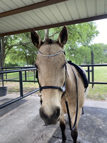 Customer photo review of Masego braided sidepull