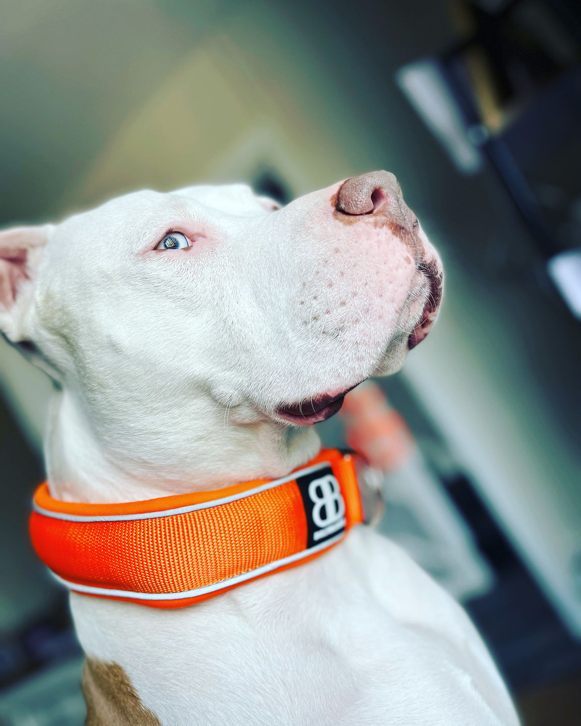 Customer photo review of 5cm RR Collar | Soft Padded & Reflective | Series 2 - Orange