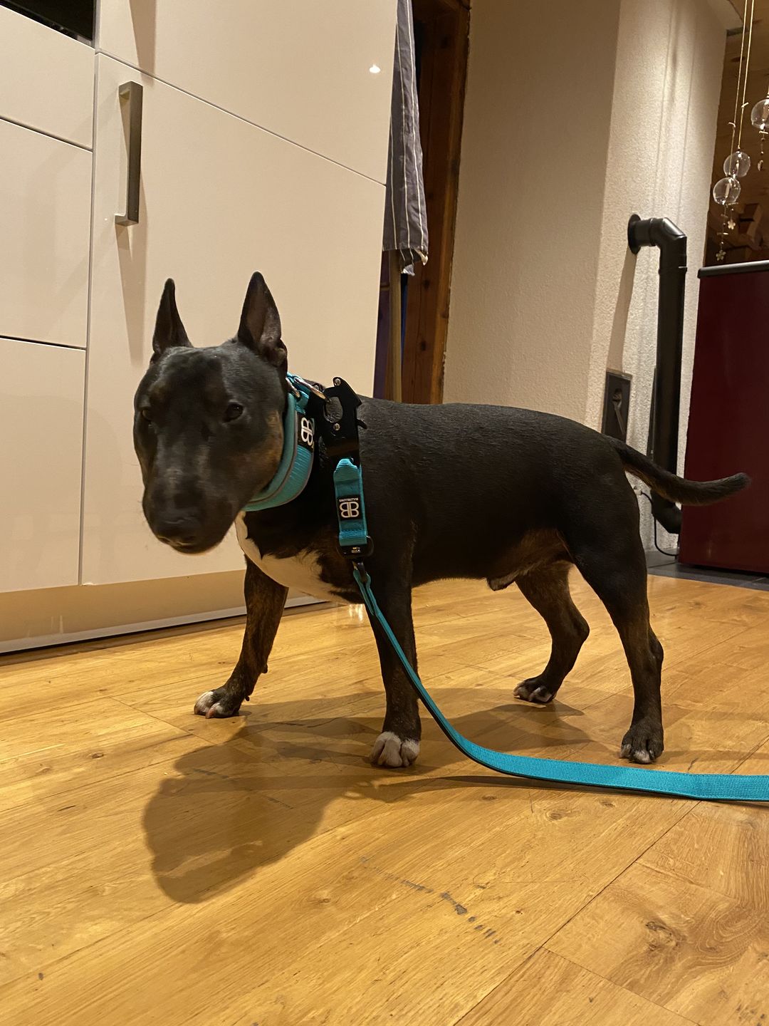 Customer photo review of 4cm RR Collar | Soft Padded & Reflective | Series 2 - Turquoise