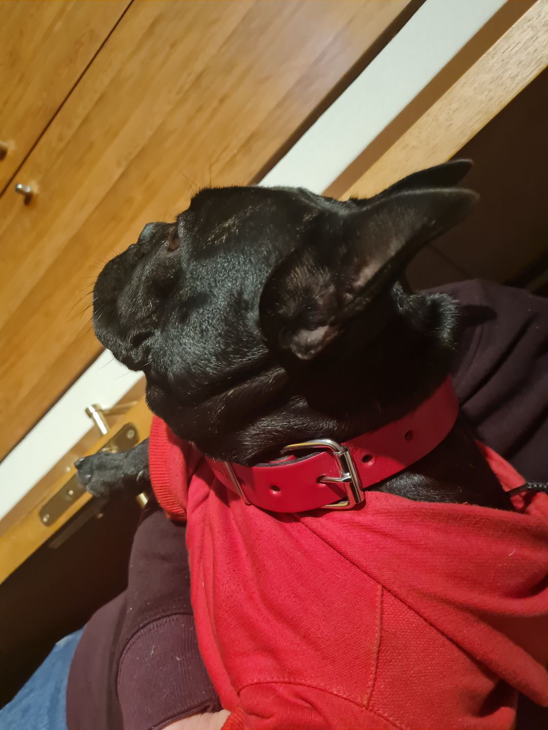 Customer photo review of Collar Duke Rojo/Negro