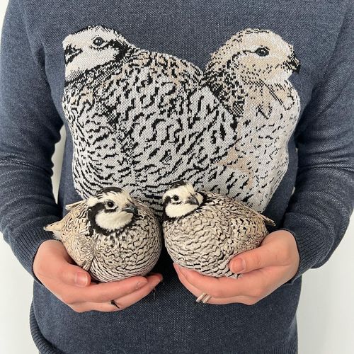 Customer photo review of Full-Body Pet Custom Sweater