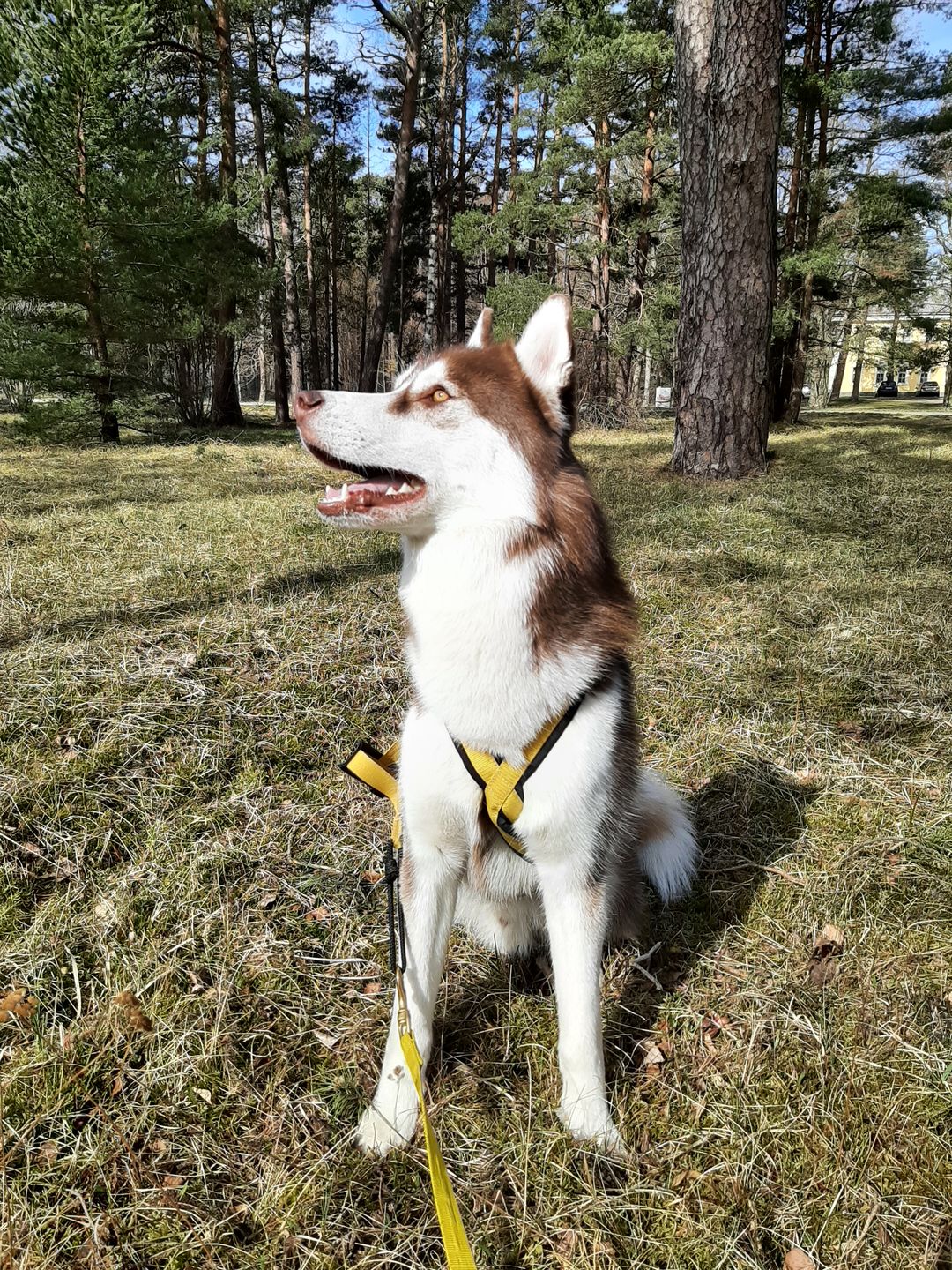 Customer photo review of Best Breeders Adult All breeds 25/13 ar zivi un rīsiem