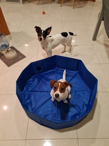 Customer photo review of Piscine pour chien