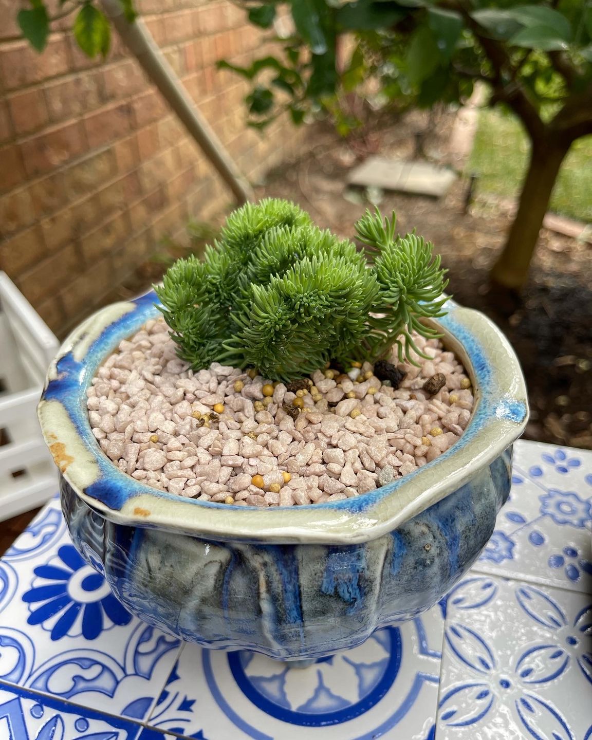 Customer photo review of Sedum rupestre f. cristata