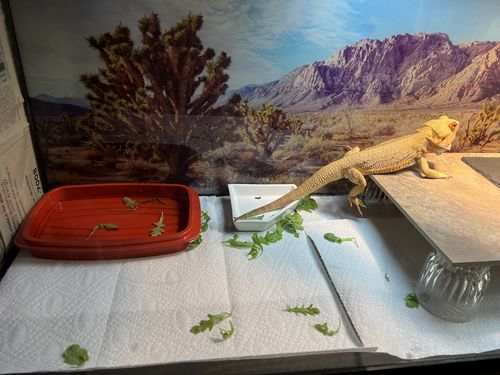 Customer photo review of GrubTerra Fresh Black Soldier Fly Larvae for Reptiles