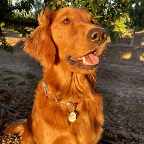 Customer photo review of Explorer