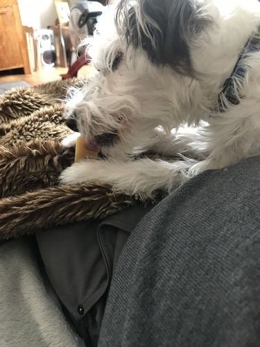 Customer photo review of Everest Dog Yak Chews