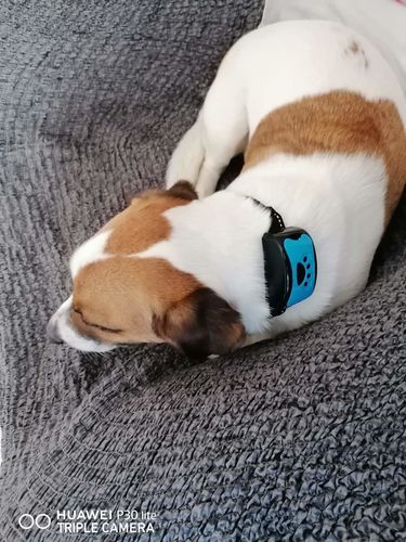 Customer photo review of Collier Anti Aboiement PuppySafe