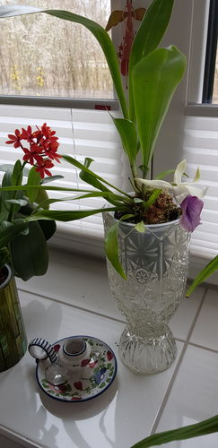 Customer photo review of Cochleanthes mit 1-2 blauen Blüten