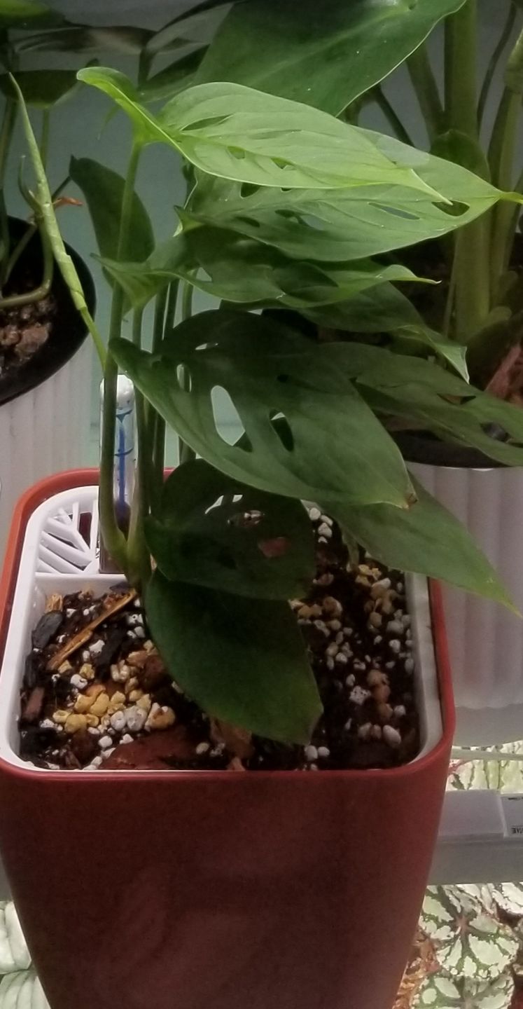 Customer photo review of 4" Monstera adansonii Narrow Leaf