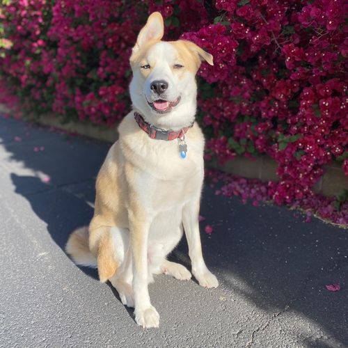 Customer photo review of Blue