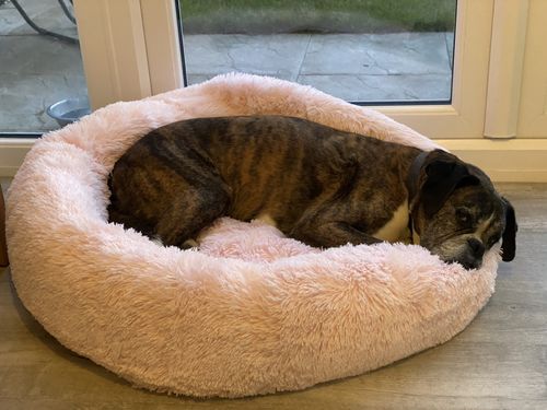 Customer photo review of Pet Calming Bed