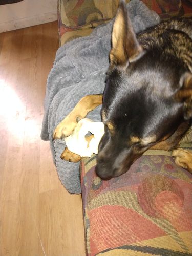 Customer photo review of Cow Ears For Dogs