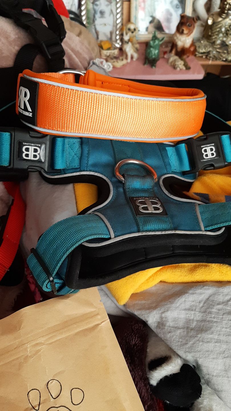 Customer photo review of 5cm RR Collar | Soft Padded & Reflective | Series 2 - Orange