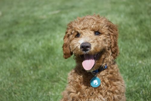 Customer photo review of Teal