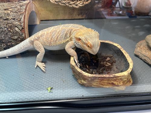 Customer photo review of GrubTerra Fresh Black Soldier Fly Larvae for Reptiles