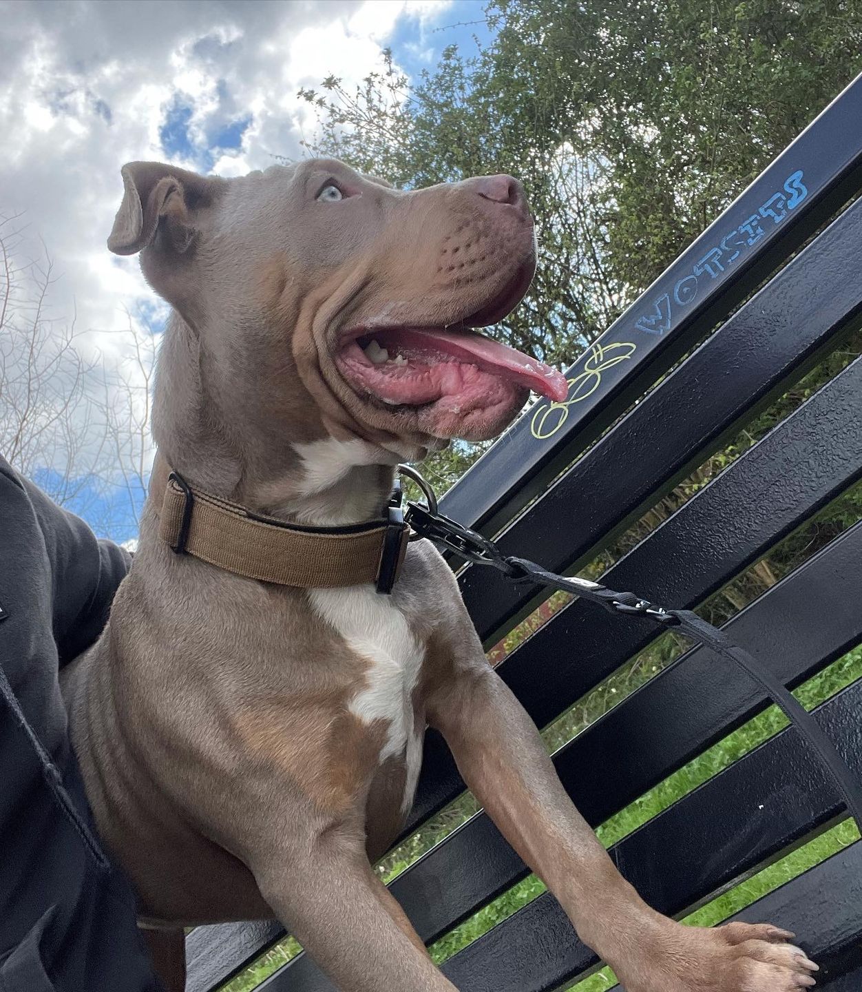 Customer photo review of 4cm Combat® Collar | With Handle & Rated Clip - Military Tan v2.0