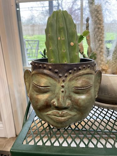 Customer photo review of San Pedro Cactus | Extra Small | Echinopsis pachanoi