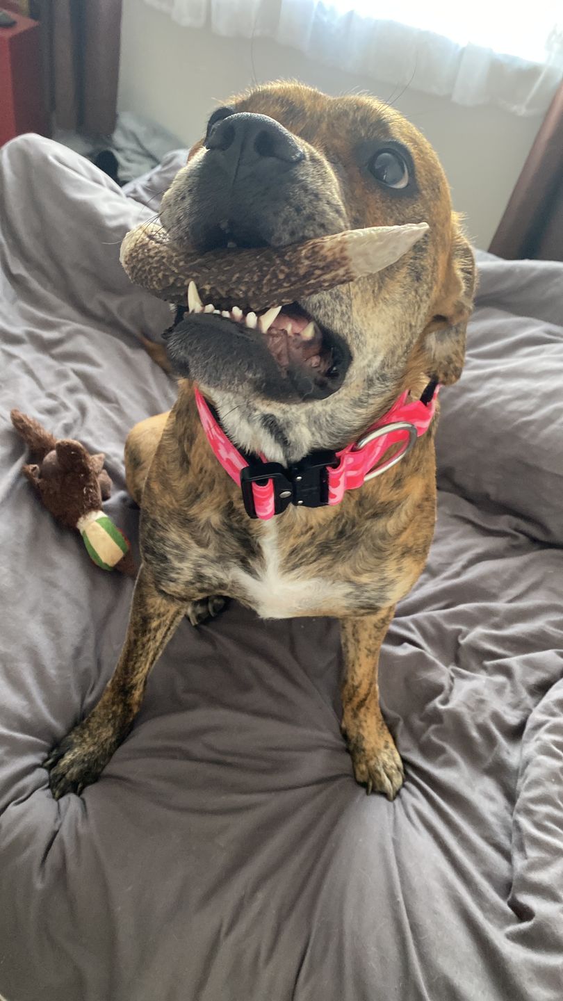 Customer photo review of 5cm Combat® Collar | With Handle & Rated Clip - Bubblegum v2.0