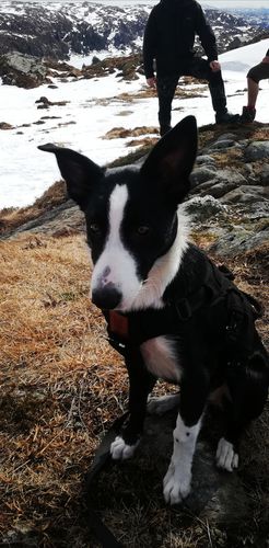 Customer photo review of Odin Harness