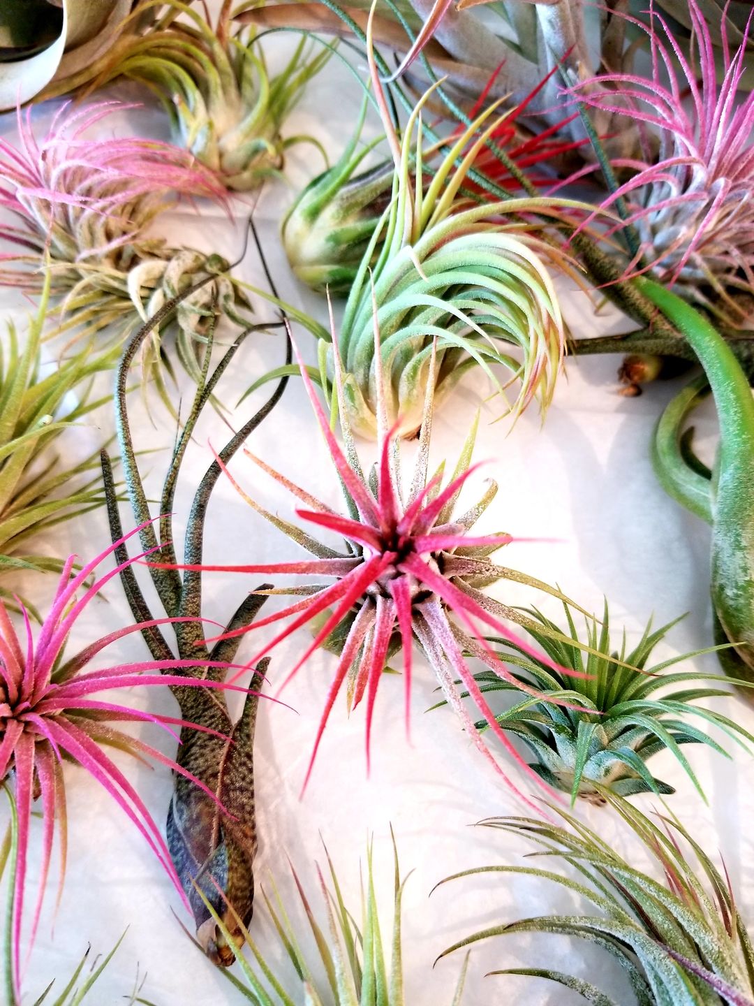 Customer photo review of B Quality Ionantha Variety 3 Pack  ($0.75 Per Plant)