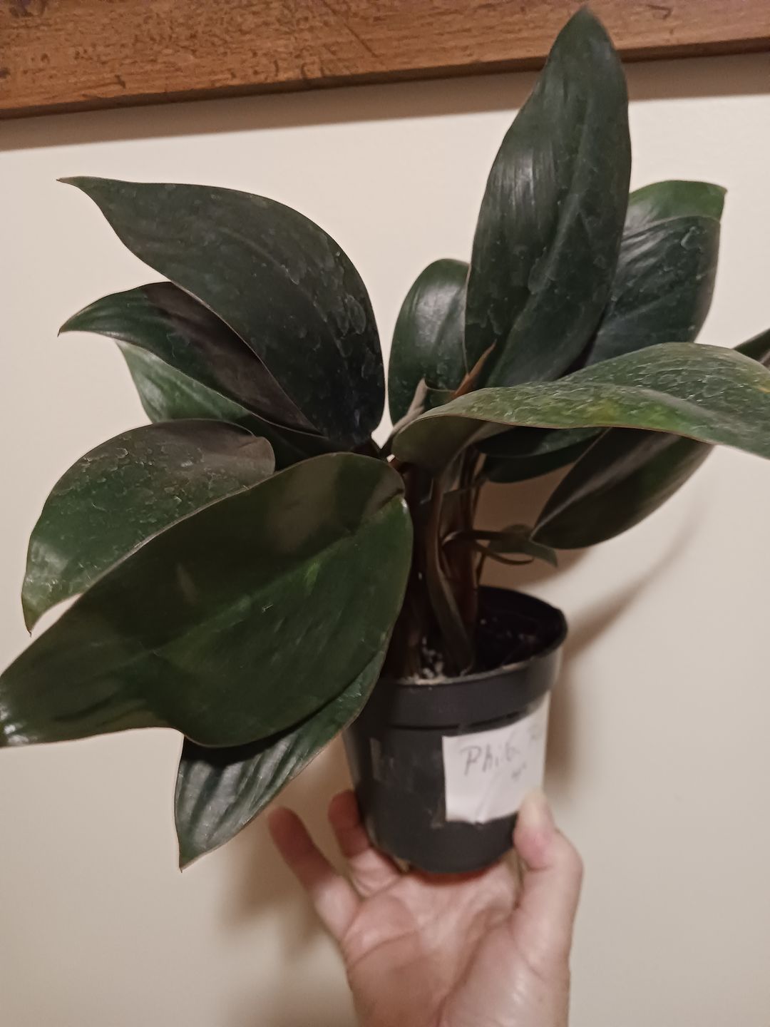 Customer photo review of 4" Philodendron 'Red Congo Mini'