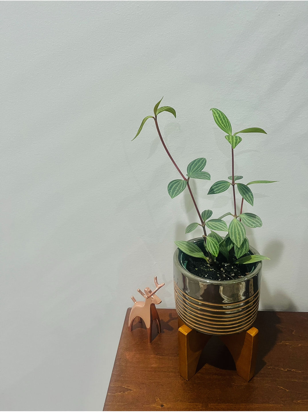 Customer photo review of 3" Peperomia tetragona "Parallel"