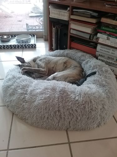 Customer photo review of Pawz Non-Removable Calming Pet Bed