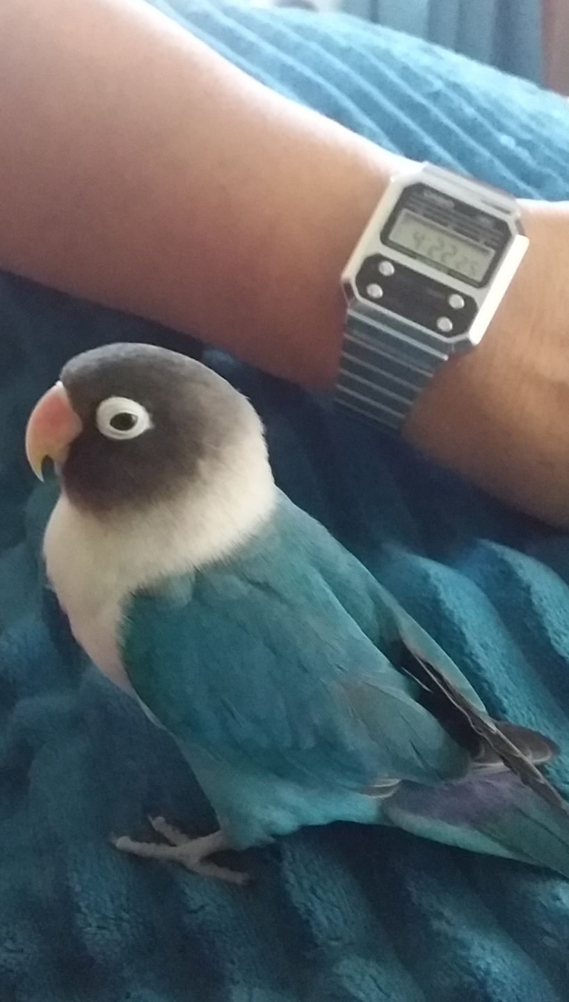 Customer photo review of Reloj Casio Vintage A100WE-1ADF Alien F-100 Reissue Plateado