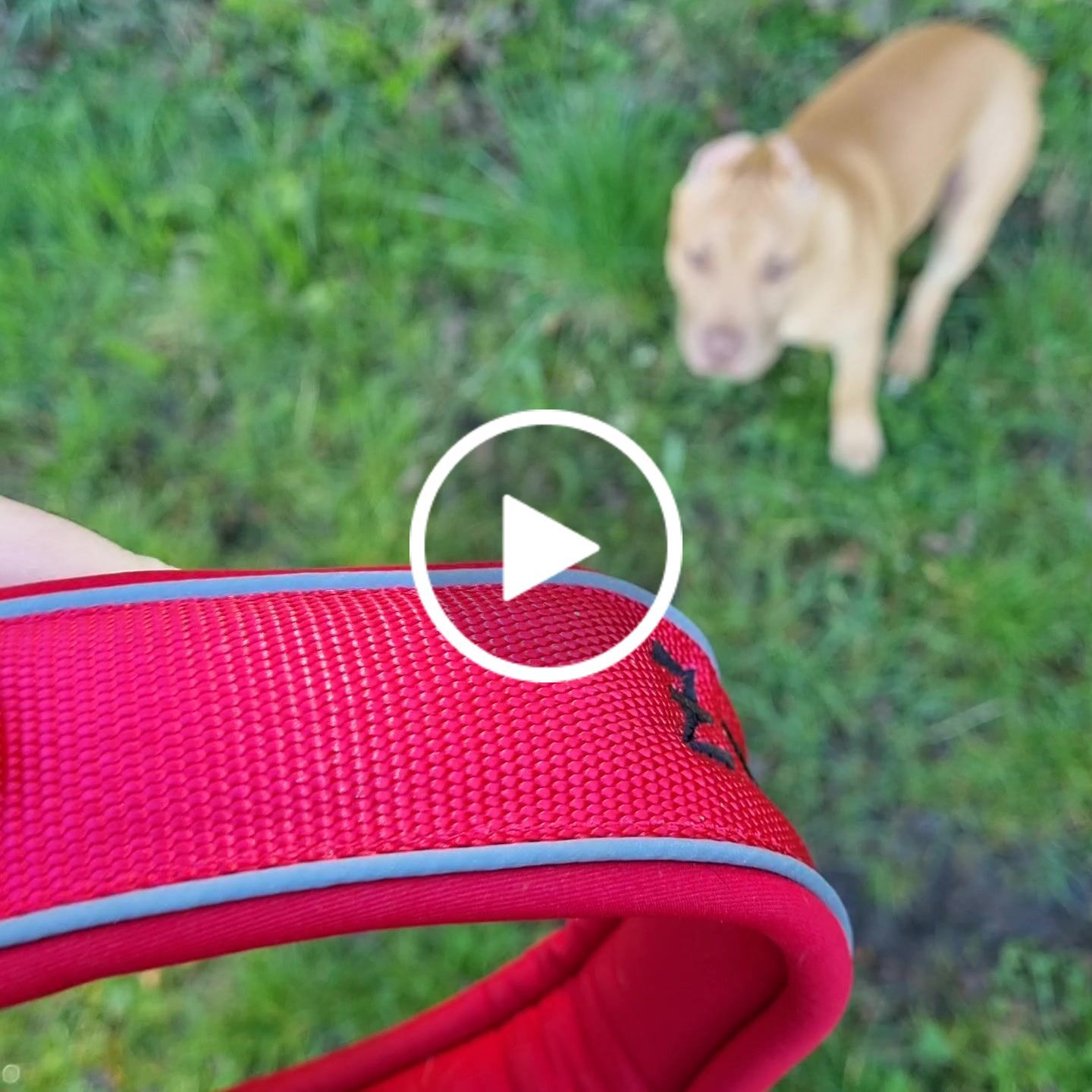 Customer video review of 1.4m Swivel Combat Lead | Neoprene Lined, Secure Rated Clip with Soft Handle - Red