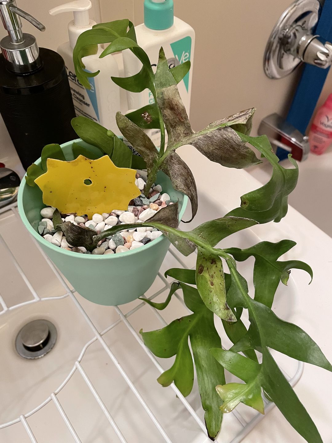 Customer photo review of 4" Cactus Selenicereus chrysocardium "Sharktooth"