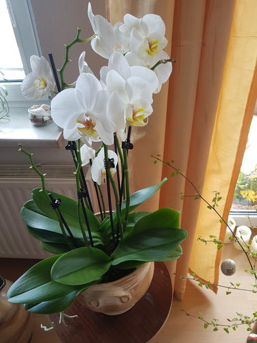 Customer photo review of Two of Us - Weiß mit 7+ Stielen