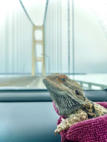 Customer photo review of GrubTerra Fresh Black Soldier Fly Larvae for Reptiles