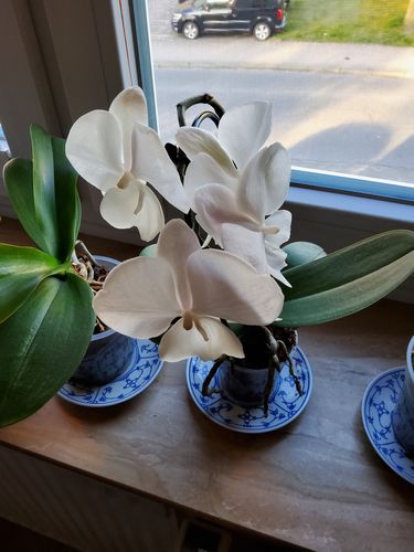 Customer photo review of Wasserfall Orchidee - Big Lip Table Dance weiß mit 1 Rispe