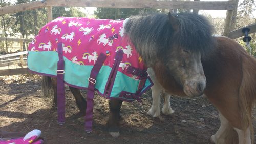 4'3" MINI/SHETLAND/ PONY HOT PINK 1200D 100GM FILL TURNOUT RUG with neck 3'0" 4'3" MINI/SHETLAND/ PONY HOT PINK 1200D 100GM FILL TURNOUT RUG with neck 3'0"