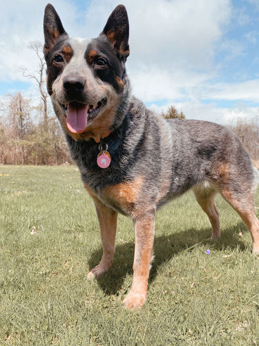 Customer photo review of Pink