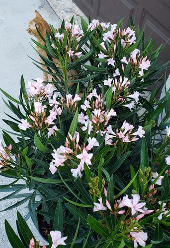 Customer photo review of Oleander