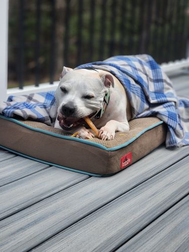 Customer photo review of Backstrap Stick Tendon For Dogs