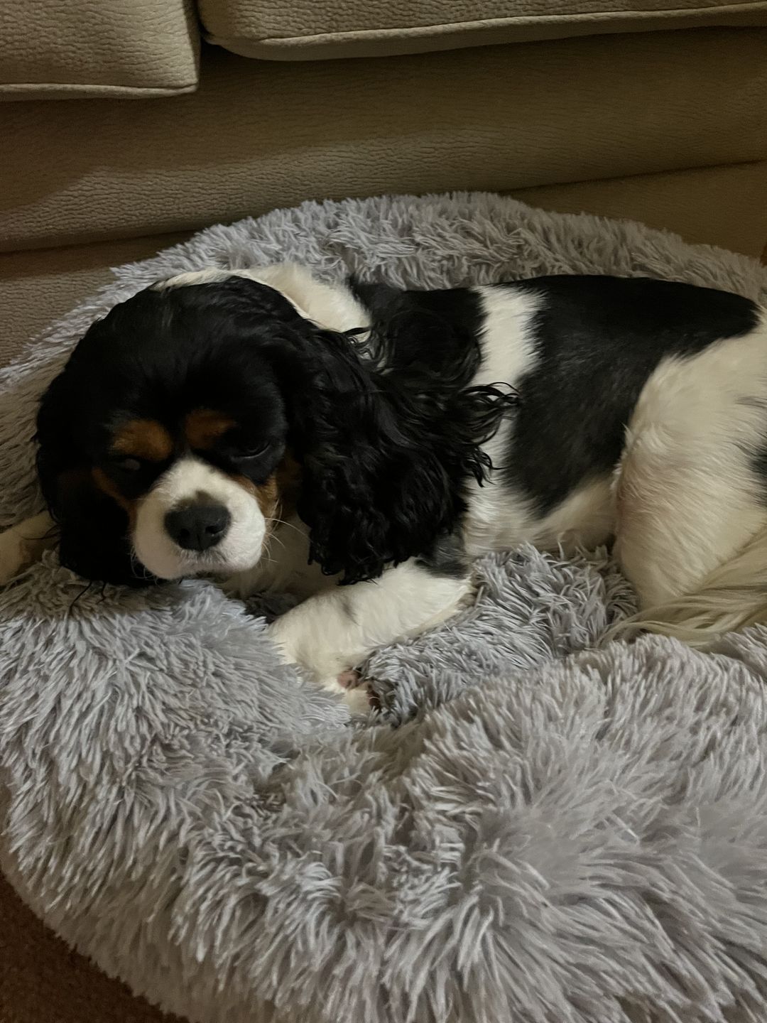 Customer photo review of Super Soft Calming Dog Beds