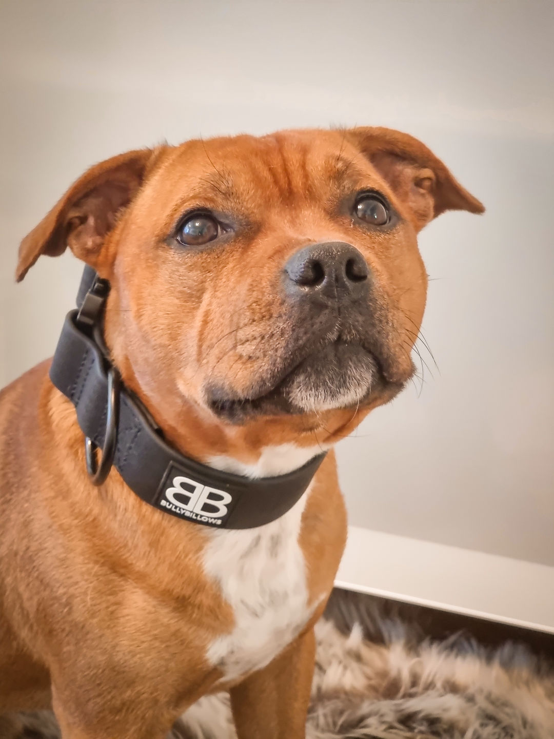 Customer photo review of 5cm Combat Billowthane® Collar | Waterproof & Anti-Rust - Black