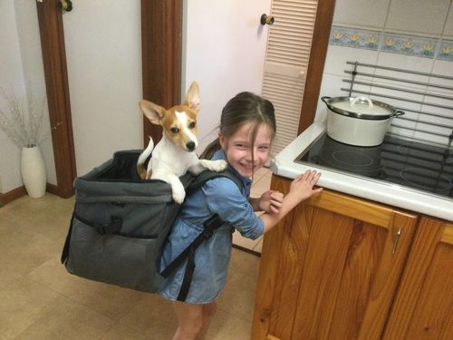 Customer photo review of All In One Pet Carrier Bag Bundle | Backpack for Dogs & Cats | Dog Bike Basket | Car Booster Seat