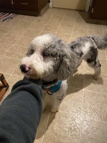 Customer photo review of Great Lakes Blue Collar
