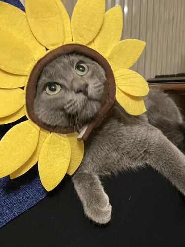 Customer photo review of Tuna & Salmon Recipe Flaked Dinner In Broth Adult Cat Food, 2.8-oz, Case of 12