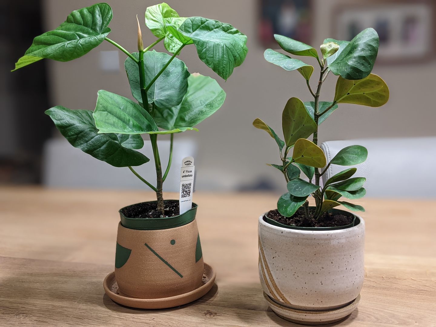 Customer photo review of 4" Ficus deltoidea