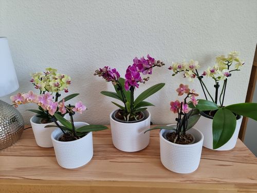 Customer photo review of Table Dance - Sunny mit gelben Blüten und 3+ Stielen